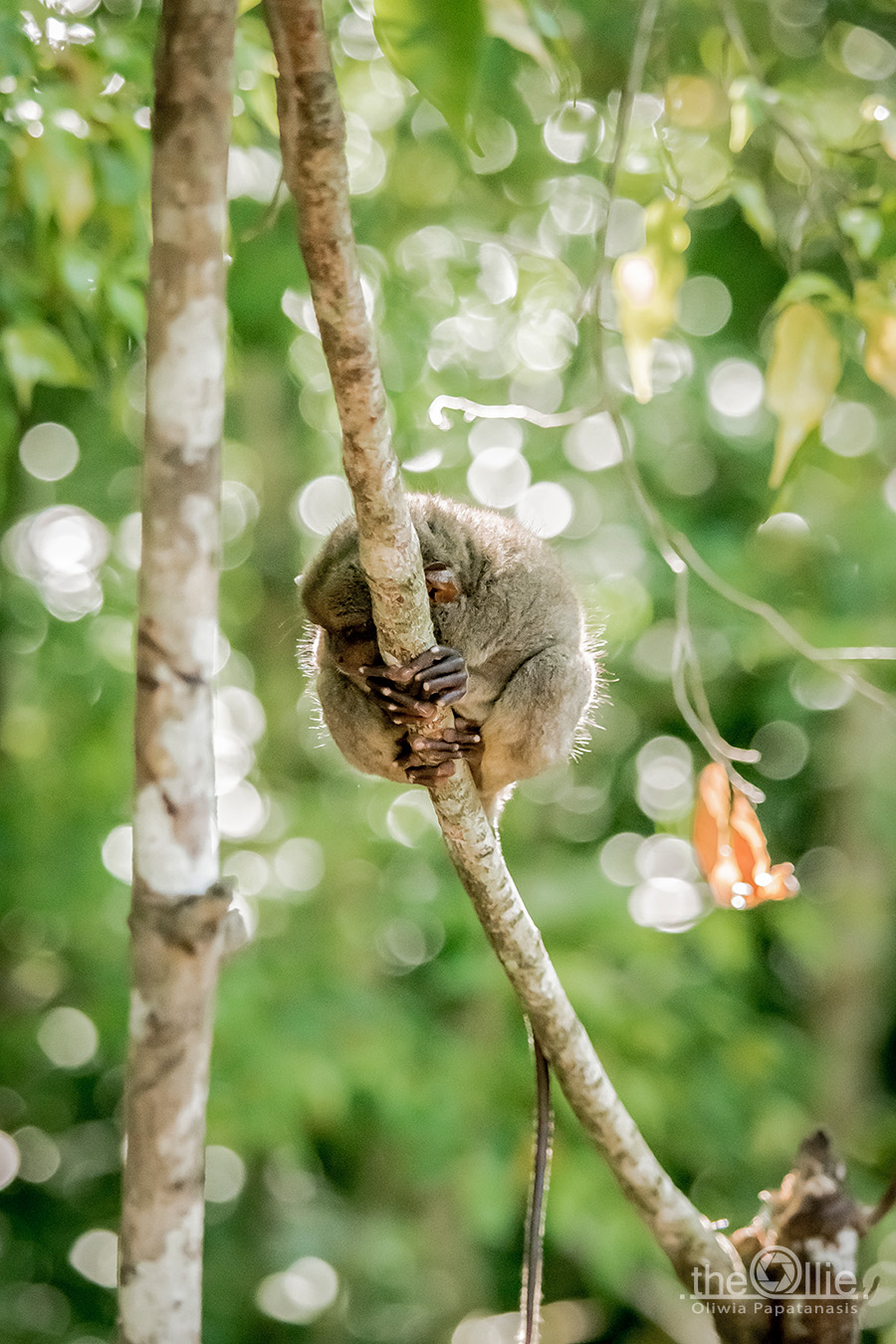 tarsier wyrak filipiny