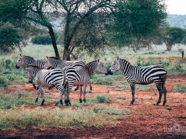 Kenia Tsavo zebra