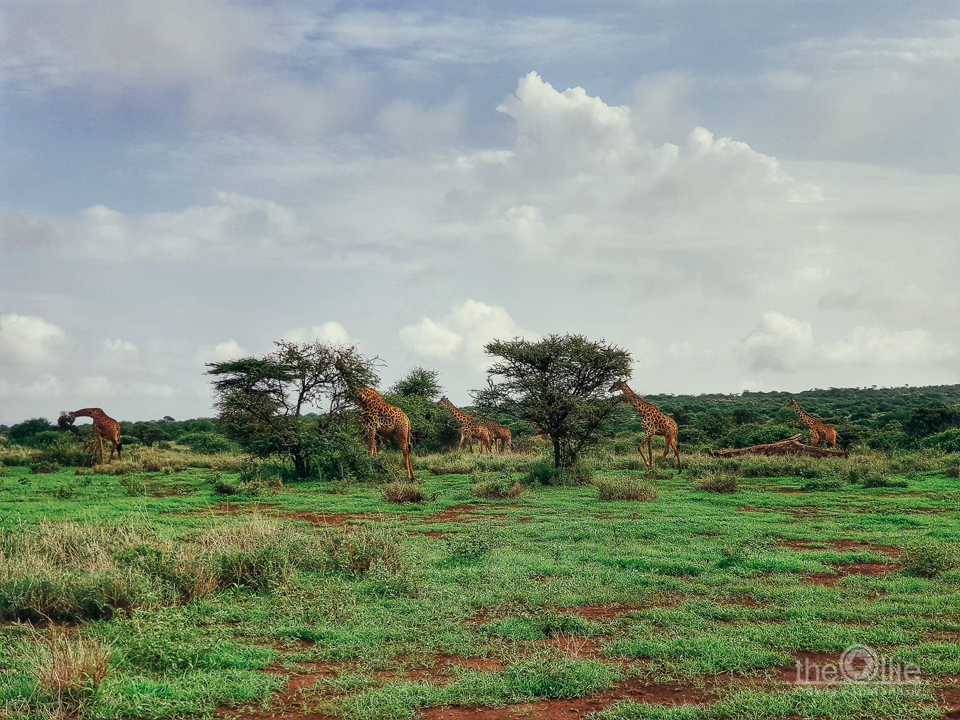 żyrafy Amboseli