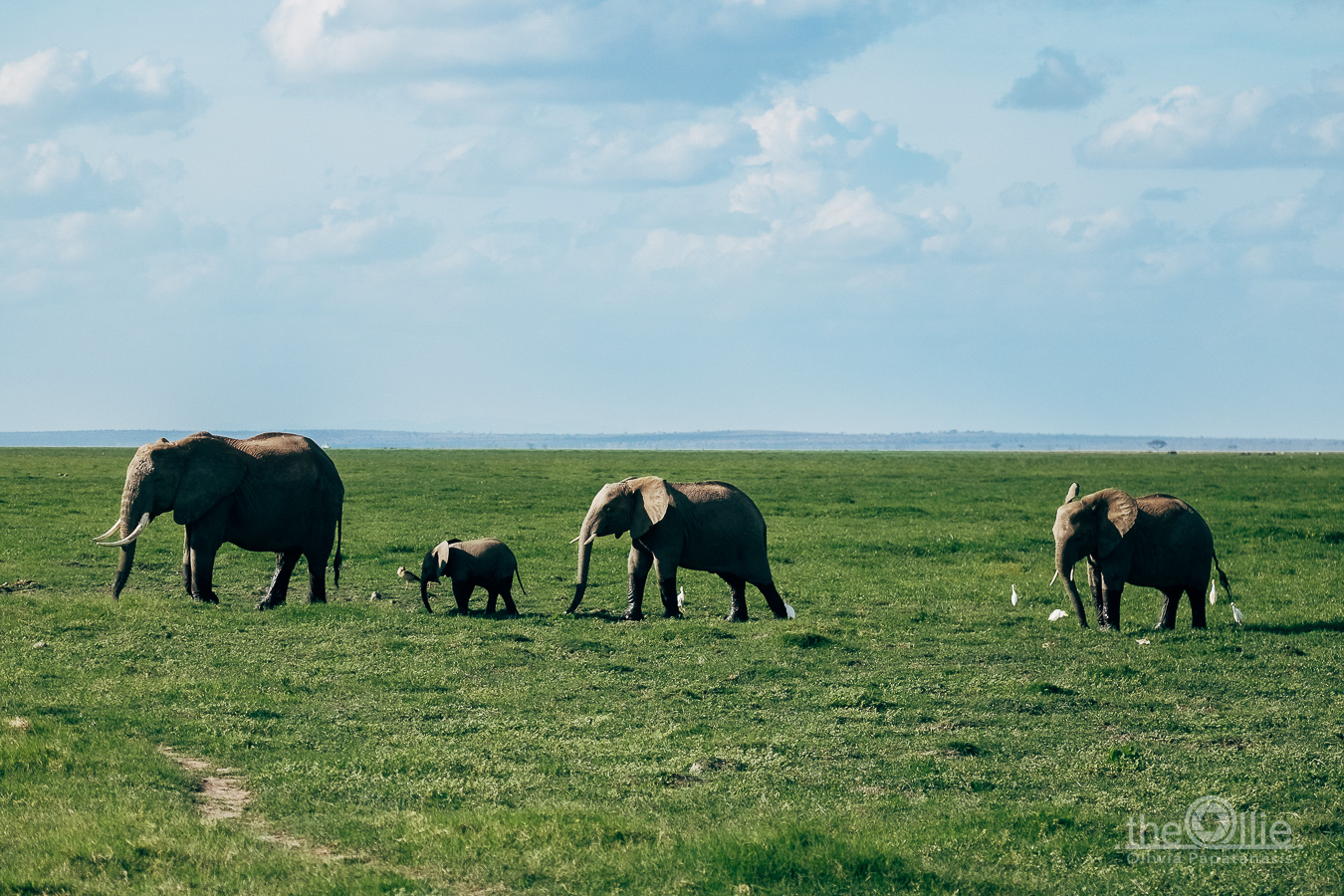słoń Amboseli