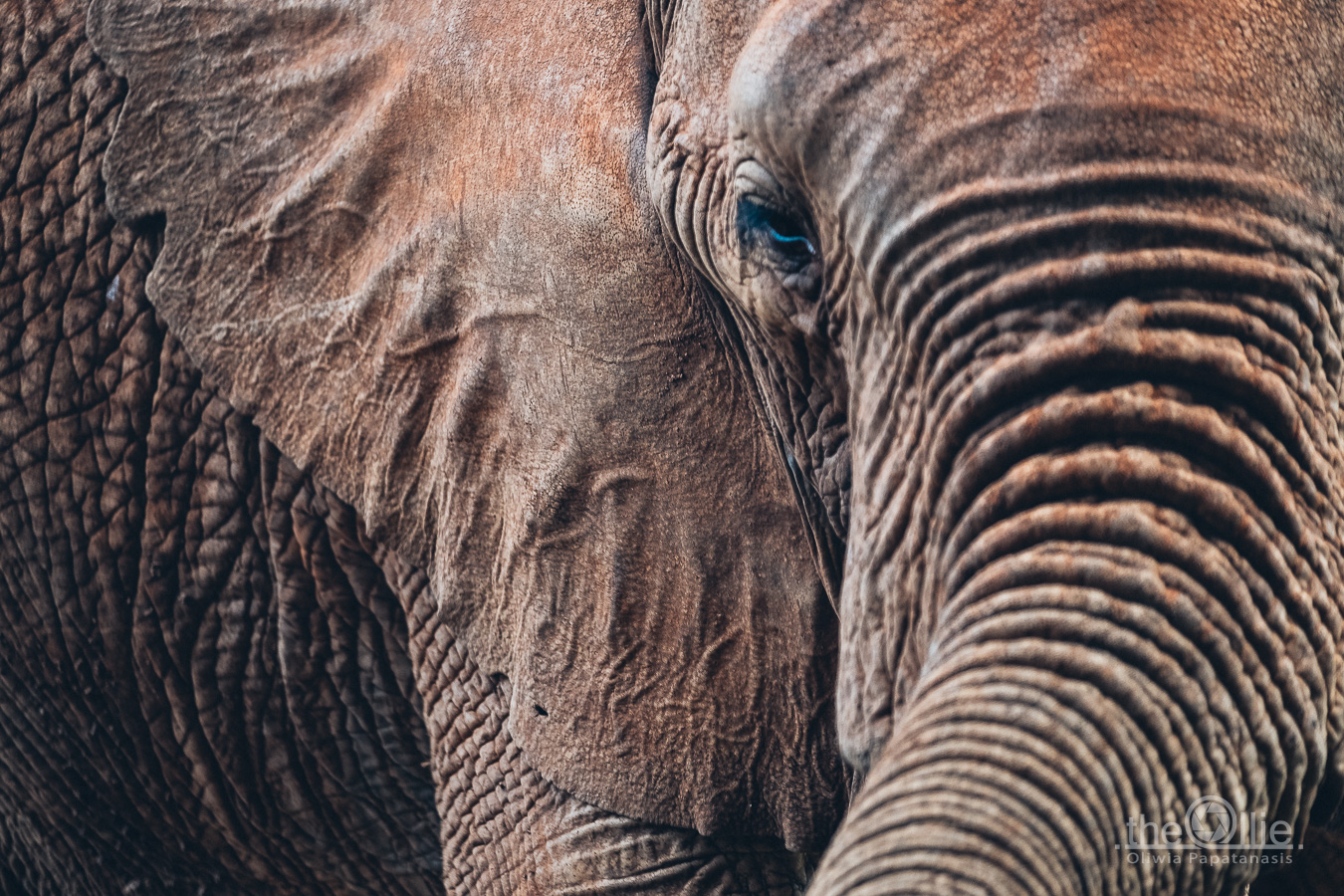 Słonie Tsavo