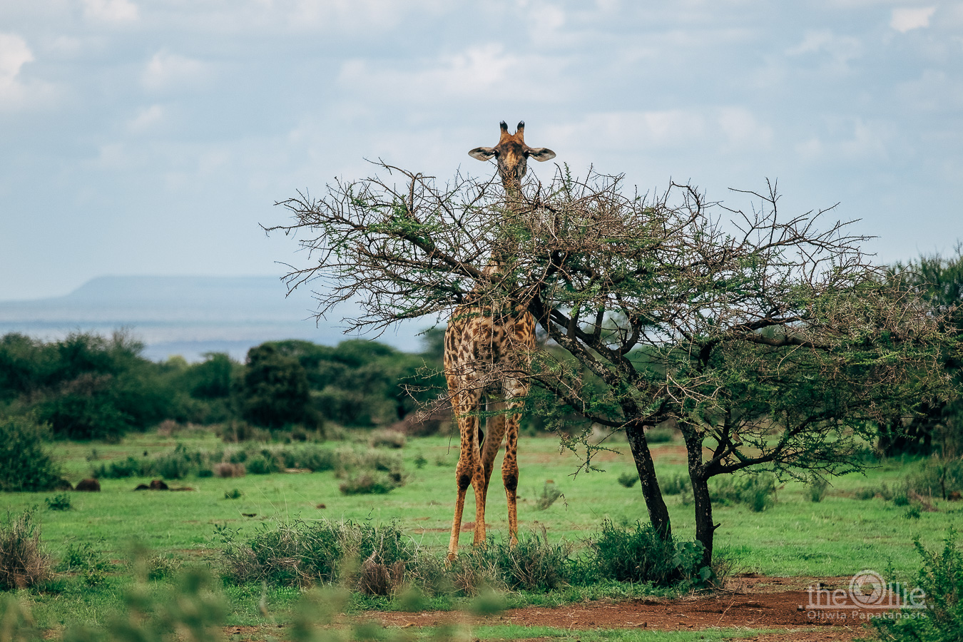 żyrafa Amboseli