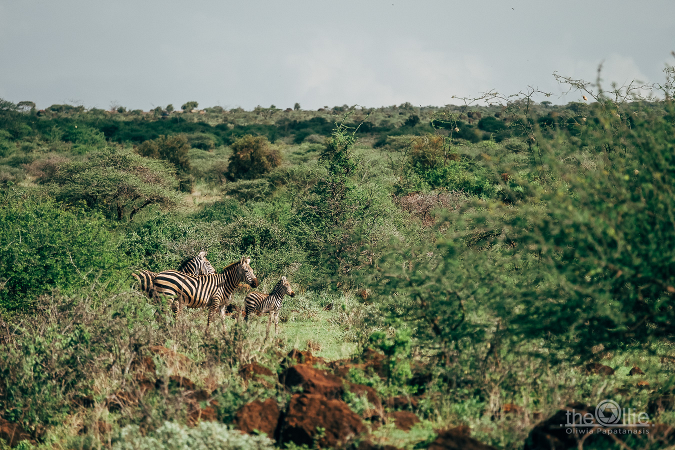 zebry Amboseli