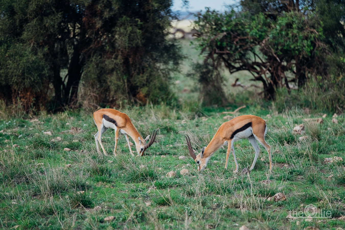 safari Amboseli